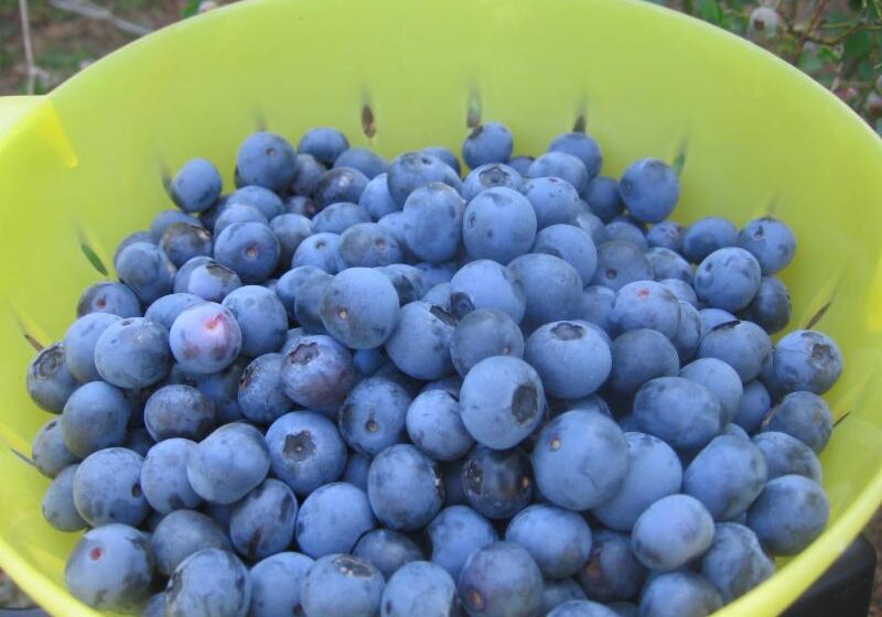 BREADA-Blueberries