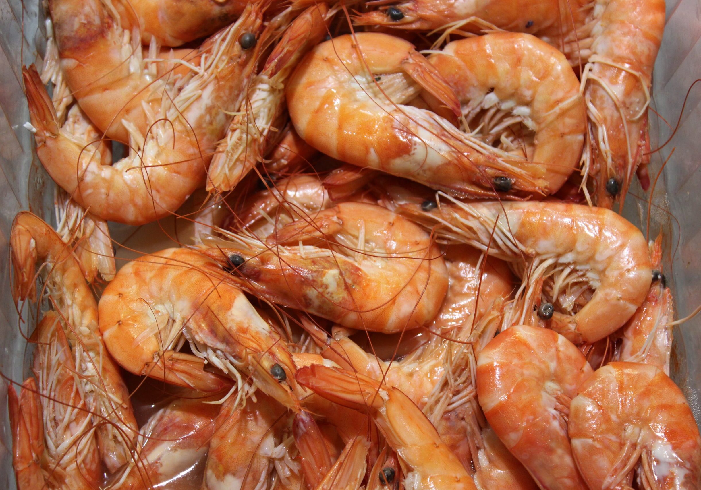 shrimp-fall-creole-stock