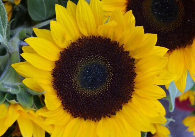 sunflower4